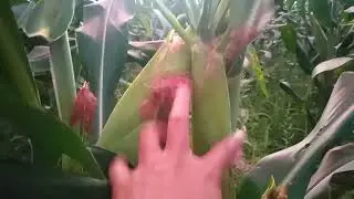 Corn.Issues on Corn Fruit. Problema sa Bunga ng Mais???