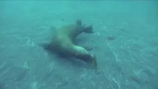 Here's a few fun facts on California Sea Lions