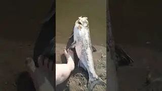 битая рыба