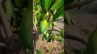 🦜🧚 Mango Tree #shorts #viral #trending #mango