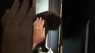 " Красавчик Кузя.11.08.2024"