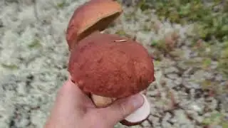 Грибы севера Карелии