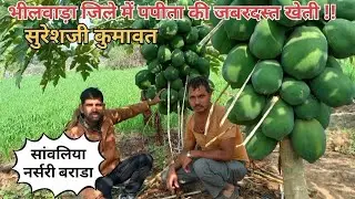 4 साल से कर रहे किसान पपीता की खेती | papita ki kheti  |