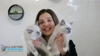 7 Conseils pour rendre son chat heureux ! ARISTOSDOLLS - Marine Droin -