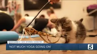 Williamson County Animal Center hosts kitten yoga classes