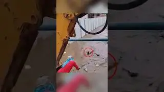 দেখুন লোকটি কিভাবে কুকুরটির জীবন বাঁচালো 🥹💕