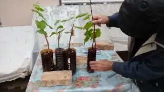 Treatment of green vegetative grape seedlings from diseases and pests