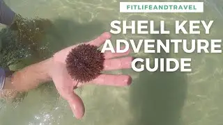 How To Spend A Day On Shell Key Florida | Snorkel | Hike | Sea Urchins Crabs & Jelly Fish!