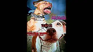 PITBULL NAMED 