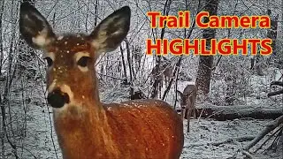 Trail Camera Highlights - Bobcats, Coyotes & Deer... Oh MY!