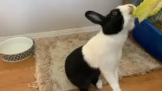 5 and a half minutes of rabbit abuse