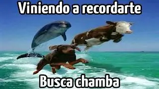 ShitPosting Compilation en Español Ep85