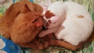 КОТИКИ, МИЛЫЕ КОТИКИ #житомир #cats #кошкииринышевчук #иринашевчуккотики #жизньскошками