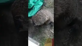 Sparkle Really Needed To Get That Belly Itch #groundhog #cute #adorable #cutie #itch #scratch