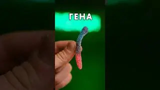 Биография мармеладного червячка (Часть 1) 🐛