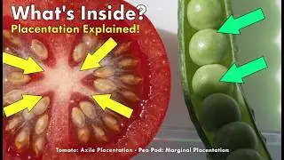 The Secret Architecture of Plants: Morphology in Flowering Plants Explained