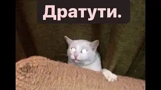 Кот напал!