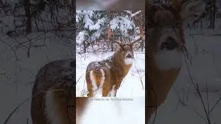 Where To Shoot a Deer With a Gun | Hunting Tips 