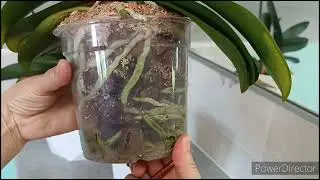 Состояние орхидей после пышного цветения🌺