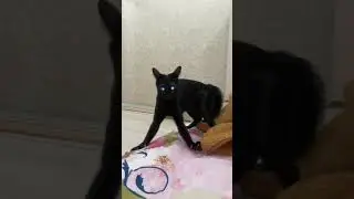Смотри смешных котиков! Поднимай себе настроение!