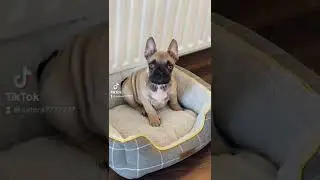 French  Bulldog  BENNY😎