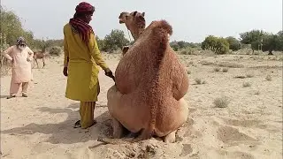 Beautiful camel breeding time😧😧 | الإبل يجتمع وقت القفز بالهجوم