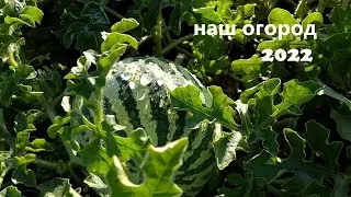полив арбуза и первая проба наш огород 2022