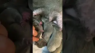 Do French Bulldogs give birth naturally? How did Olive's French Bulldog give birth?