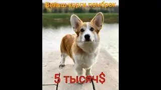 Самые дорогие породы собак