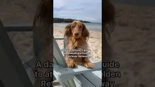 Do you think anyone noticed?🙈 #goldenretriever #capecod #dachshund #travel #funnydogs #dogs
