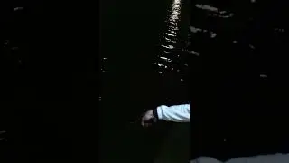 НОЧНАЯ ПОКЛЁВКА ЗЕРКАЛЬНОГО КАРПА