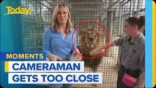 Lion snaps at eager cameraman | TODAY Show Australia