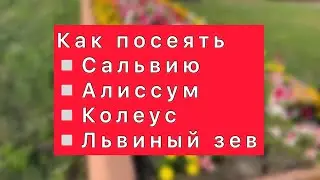 Как посеять: Сальвию, Алиссум, Колеус, Львиный зев