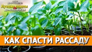 Как спасти подмерзшую рассаду помидоров.