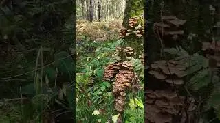 Лес, опята. 