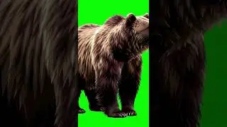 Wild Bear Walking Green Screen Effect 