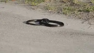 ЗМЕЯ УКУСИЛА САМА СЕБЯ!