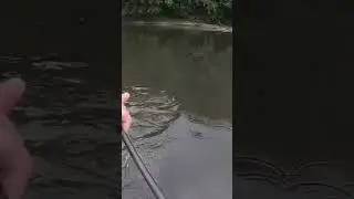 Summer River Bass! #fishing #bassfishing #fishingvideo
