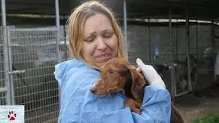 Rescuing the dogs of a public pound