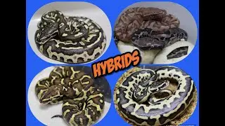 Long Awaited Update On My Python Hybrids!