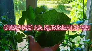 Про шок контент!😱Томатный культ!😵‍💫 Посчитаем мои деньги!😁