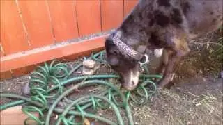 Great Dane trying to bury a big a$$ bone