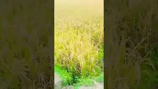 #dua #allah #islamic #islam #islamicstatus #রমজান #দোয়া #shortvideo #short #viral #tending #shorts