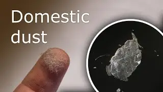 What Is Dust Made Of? House Dust Under a Microscope (100x-1000x)