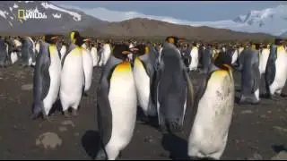 Удивительные существа (Королевский пингвин)