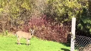 3 Deer in my backyard shh be quite or you’ll scare them