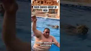 Swimming tiger chases group at a party #tiger #animalshort #animalshorts #predator #marlonladd