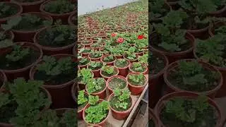 Анимони гуллари