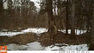 ID41/заповедник Бастак/Копытные/Изюбрь