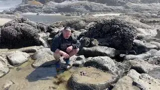 Oceanside Beach Park- Sea stars!!!